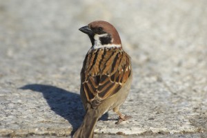 IMGP8599