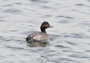 IMG_8524