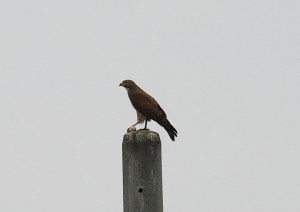 IMG_8660