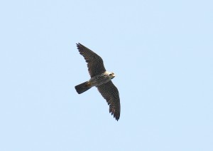 IMG_8674