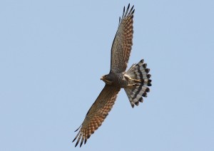 IMG_8874