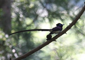 IMG_9118