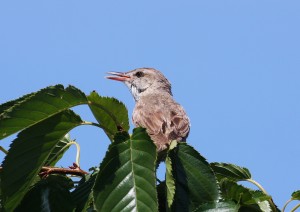 IMG_9461
