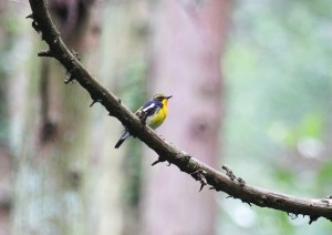 IMG_9549