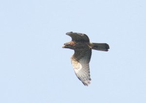 IMG_9750