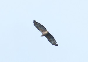 IMG_0039