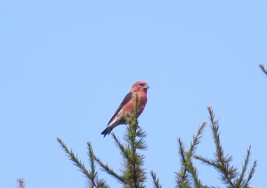 IMG_0558