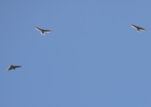 IMG_9942
