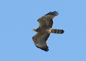 IMG_0748