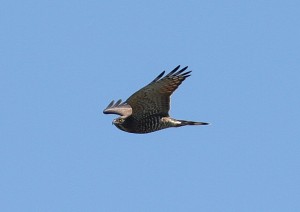 IMG_0749