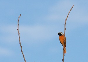 IMG_2258