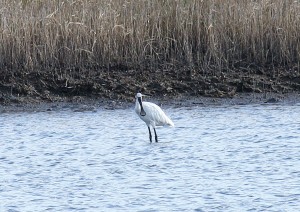 IMG_2435