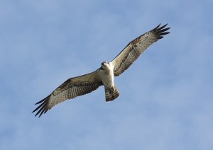 IMG_2517