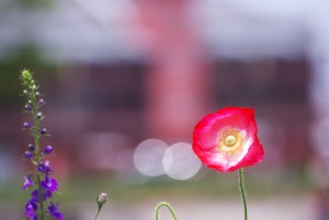 IMGP9794