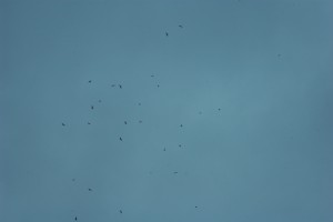 imgp0296