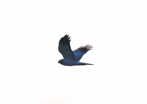 3c8a3271
