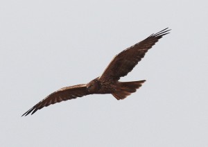 3c8a3451