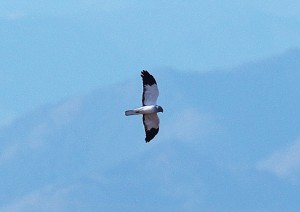 3c8a3598