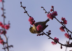 IMGP0267